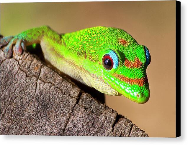 Gecko Time 1 - Canvas Print