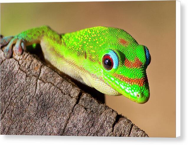 Gecko Time 1 - Canvas Print