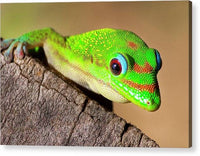 Gecko Time 1 - Acrylic Print