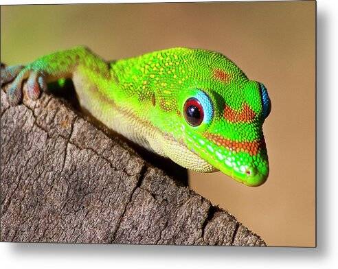 Gecko Time 1 - Metal Print