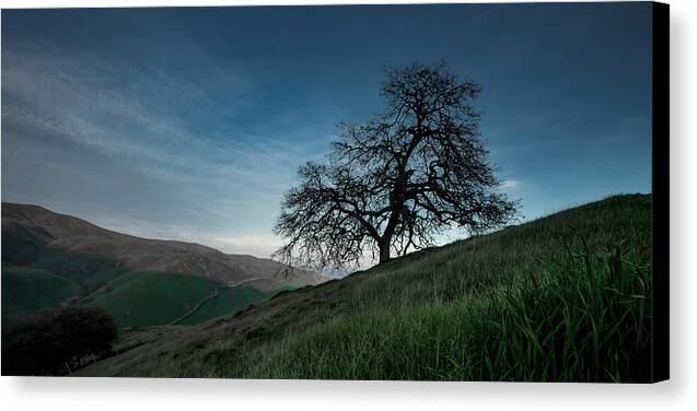 Ghost Tree 1 - Canvas Print