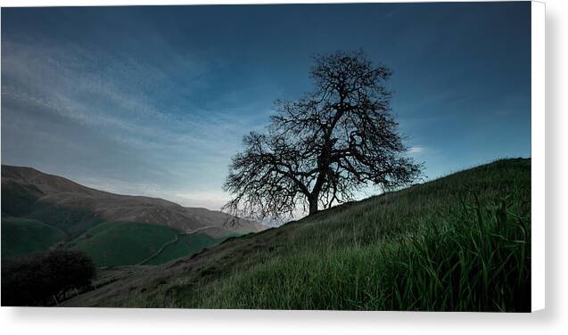 Ghost Tree 1 - Canvas Print