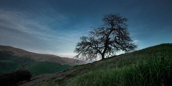 Ghost Tree 1 - Art Print