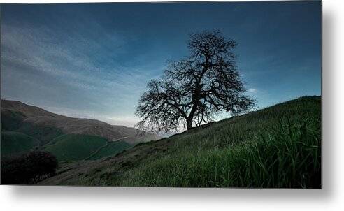 Ghost Tree 1 - Metal Print