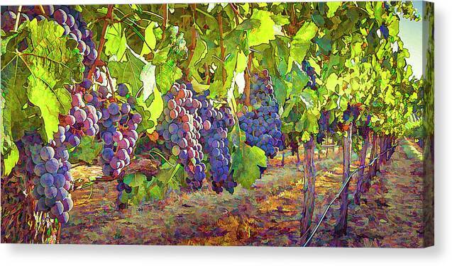 Grapes in Vineyard-1 - Canvas Print