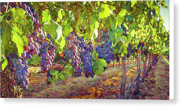 Grapes in Vineyard-1 - Canvas Print