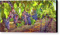 Grapes in Vineyard-1 - Canvas Print