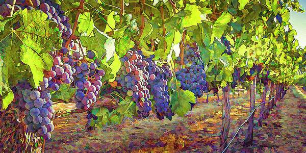 Grapes in Vineyard-1 - Art Print