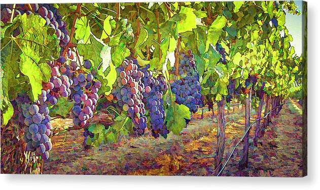 Grapes in Vineyard-1 - Acrylic Print