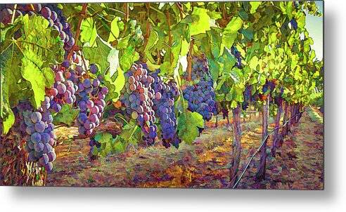 Grapes in Vineyard-1 - Metal Print