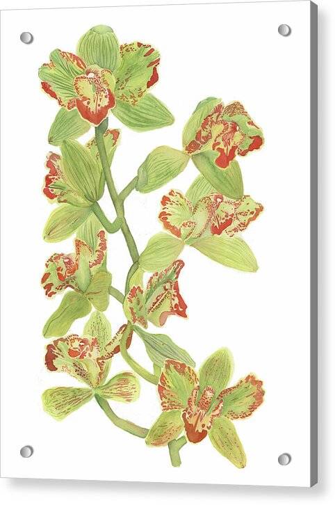 Green boat Orchids 1 - Acrylic Print Acrylic Print 1ArtCollection