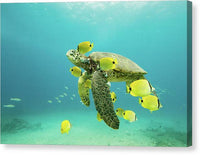 Honu 1 - Canvas Print Canvas Print 1ArtCollection