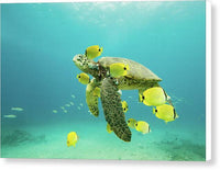 Honu 1 - Canvas Print Canvas Print 1ArtCollection