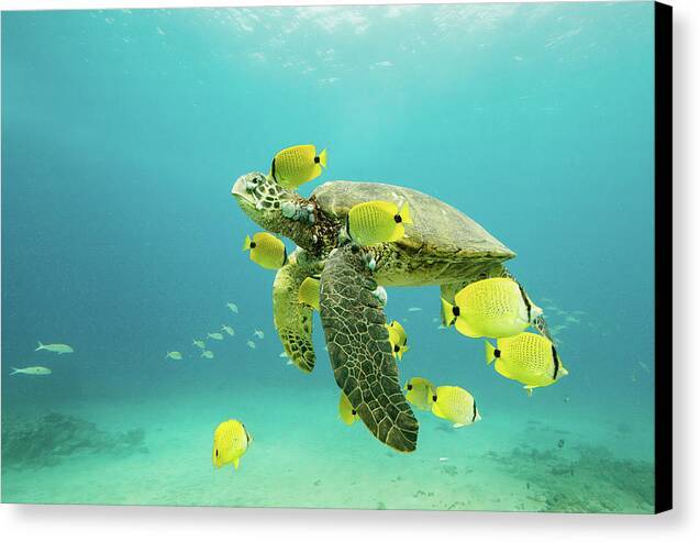 Honu 1 - Canvas Print Canvas Print 1ArtCollection