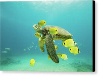 Honu 1 - Canvas Print Canvas Print 1ArtCollection