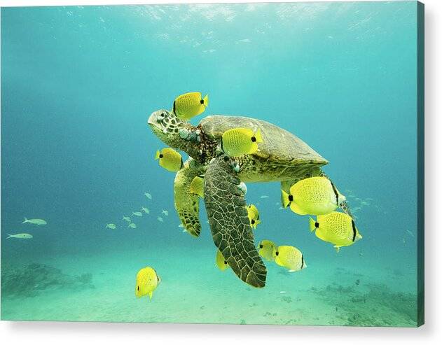 Honu 1 - Acrylic Print