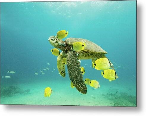 Honu 1 - Metal Print