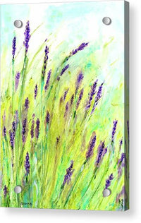 Lavender 1 - Acrylic Print