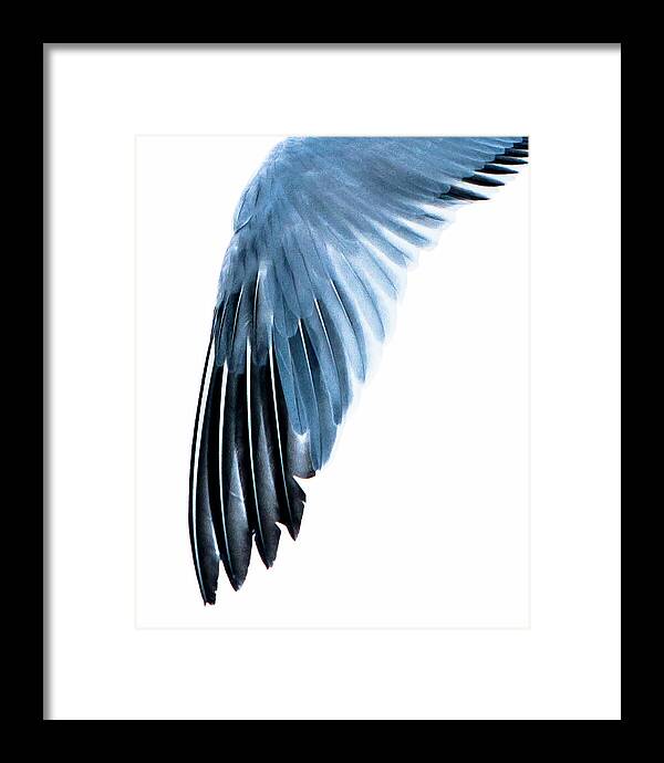 Left Wing 1 - Framed Print