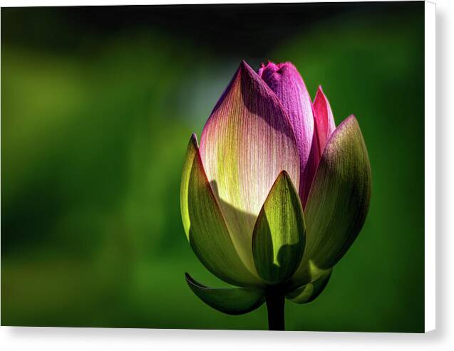 Lotus 1 - Canvas Print