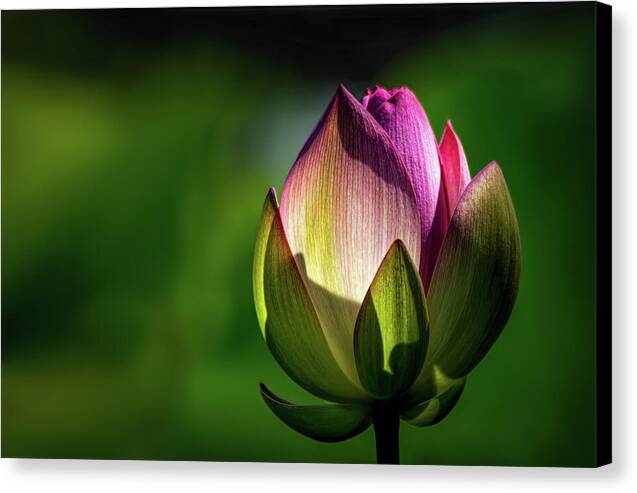 Lotus 1 - Canvas Print