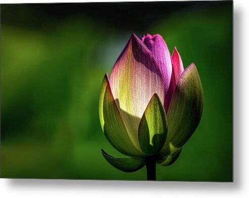 Lotus 1 - Metal Print