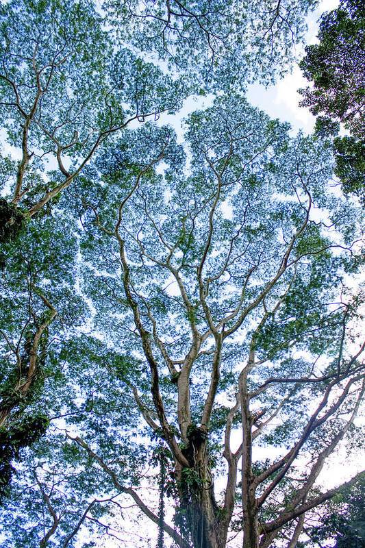 a tall tree with lots of green leaves