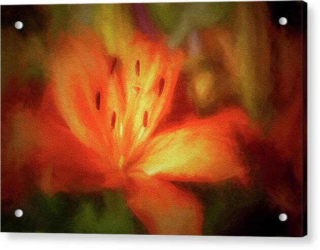 Orange Lily 1 - Acrylic Print