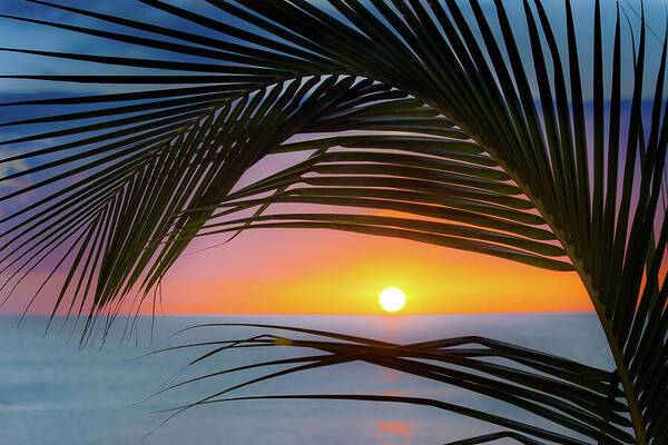 Palm Sunset 1 - Art Print