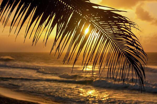 Palm trees and beach 1 - Art Print