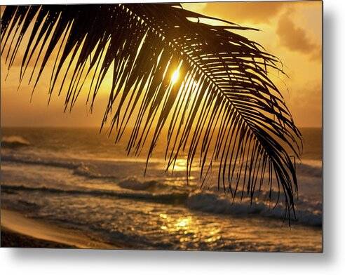 Palm trees and beach 1 - Metal Print