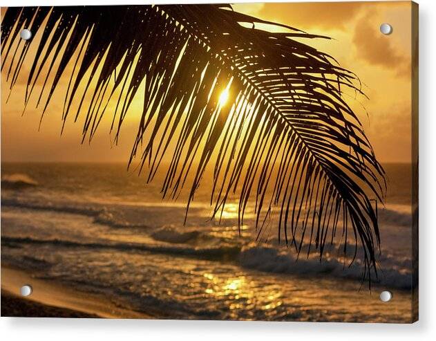 Palm trees and beach 1 - Acrylic Print