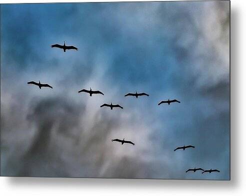 Pelican Squadron 1 - Metal Print