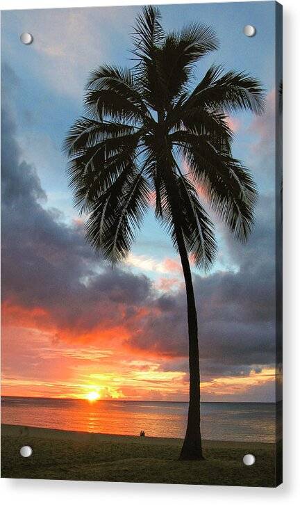 Perfect Palm 1 - Acrylic Print Acrylic Print 1ArtCollection