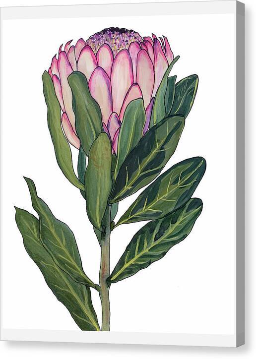 Protea 01 1 - Canvas Print Canvas Print 1ArtCollection