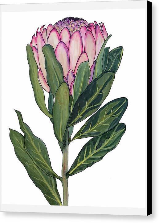 Protea 01 1 - Canvas Print Canvas Print 1ArtCollection