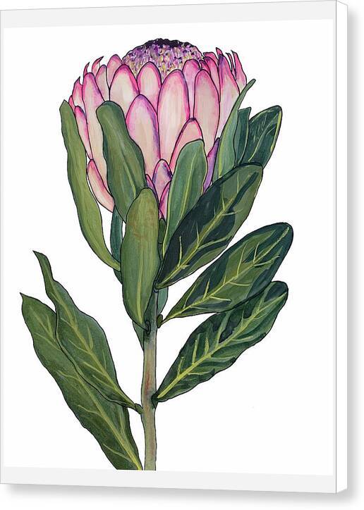 Protea 01 1 - Canvas Print Canvas Print 1ArtCollection