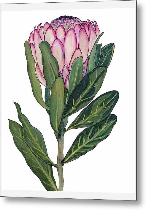 Protea 01 1 - Metal Print Metal Print 1ArtCollection