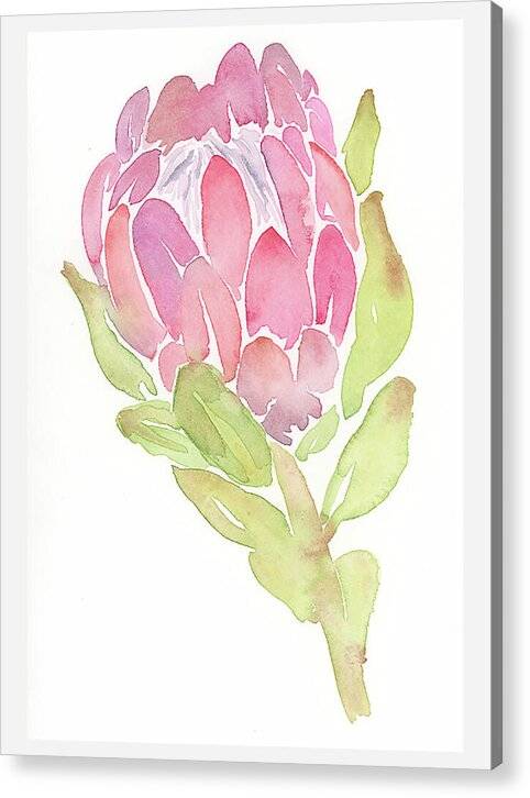 Protea 02 1 - Acrylic Print Acrylic Print 1ArtCollection