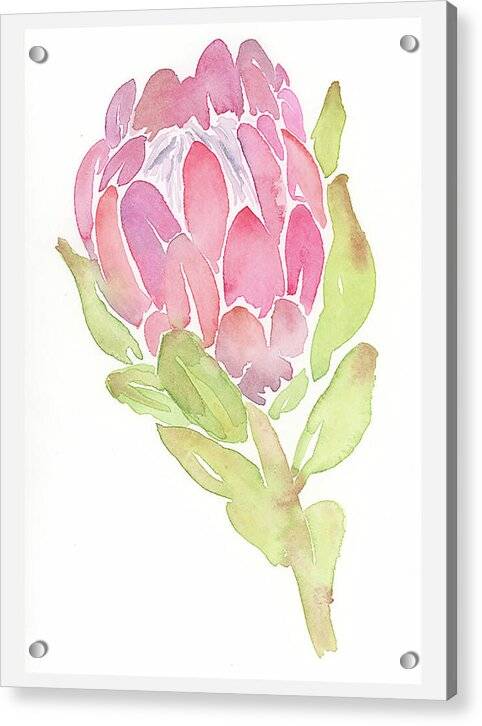 Protea 02 1 - Acrylic Print Acrylic Print 1ArtCollection