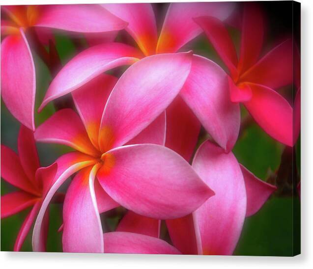 Pualani Perfume 1 - Canvas Print Canvas Print 1ArtCollection