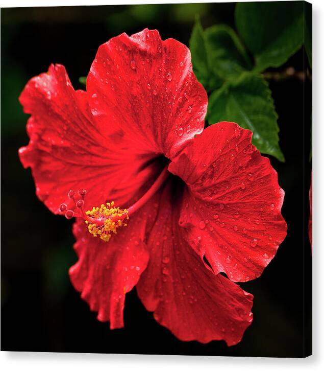 Red Hibiscus 1 Canvas Print Canvas Print at 1ArtCollection