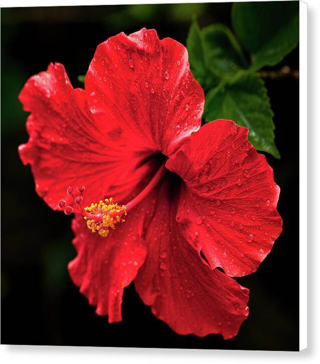 Red Hibiscus 1 Canvas Print Canvas Print at 1ArtCollection