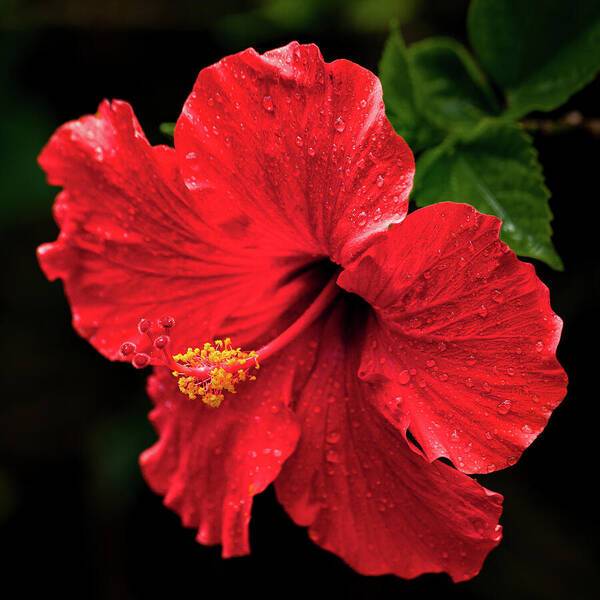 Red Hibiscus 1 1 - Art Print Art Print 1ArtCollection