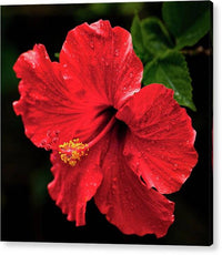 Red Hibiscus 1 1 - Acrylic Print Acrylic Print 1ArtCollection