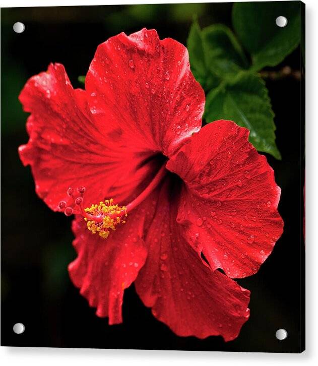 Red Hibiscus 1 1 - Acrylic Print Acrylic Print 1ArtCollection