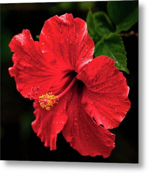 Red Hibiscus 1 1 - Metal Print Metal Print at 1ArtCollection