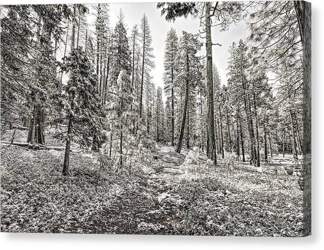 Snowy Yosemite Trail 1 - Canvas Print