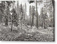 Snowy Yosemite Trail 1 - Canvas Print