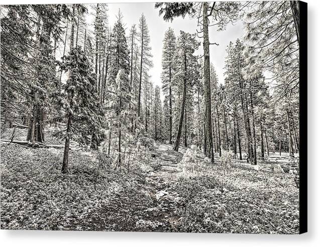 Snowy Yosemite Trail 1 - Canvas Print